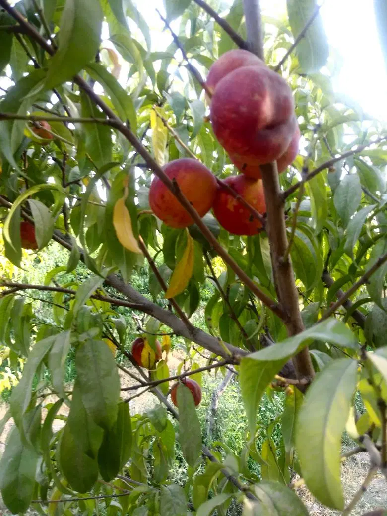فروش باغ میوه