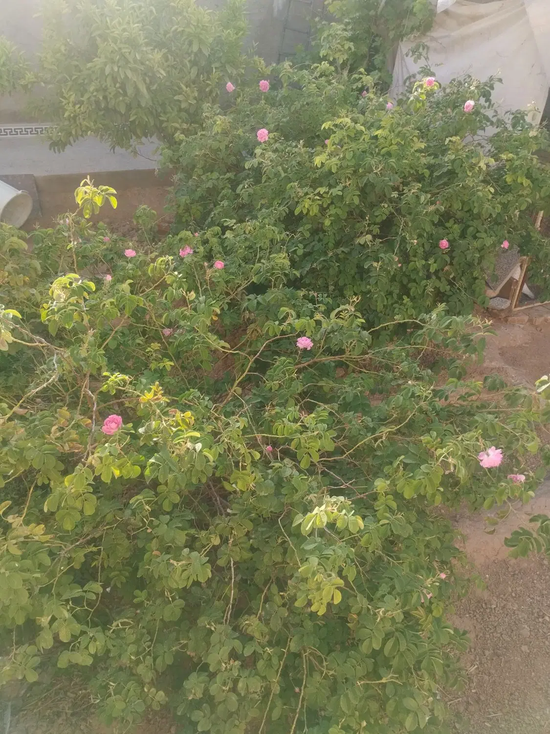 خونه باغ