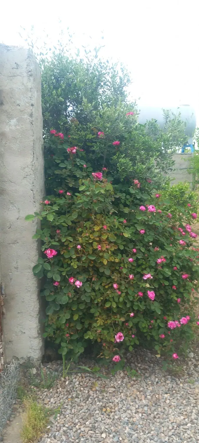 زمین باغی ۱۰۰۰ متر شموشک بهترین امکانات