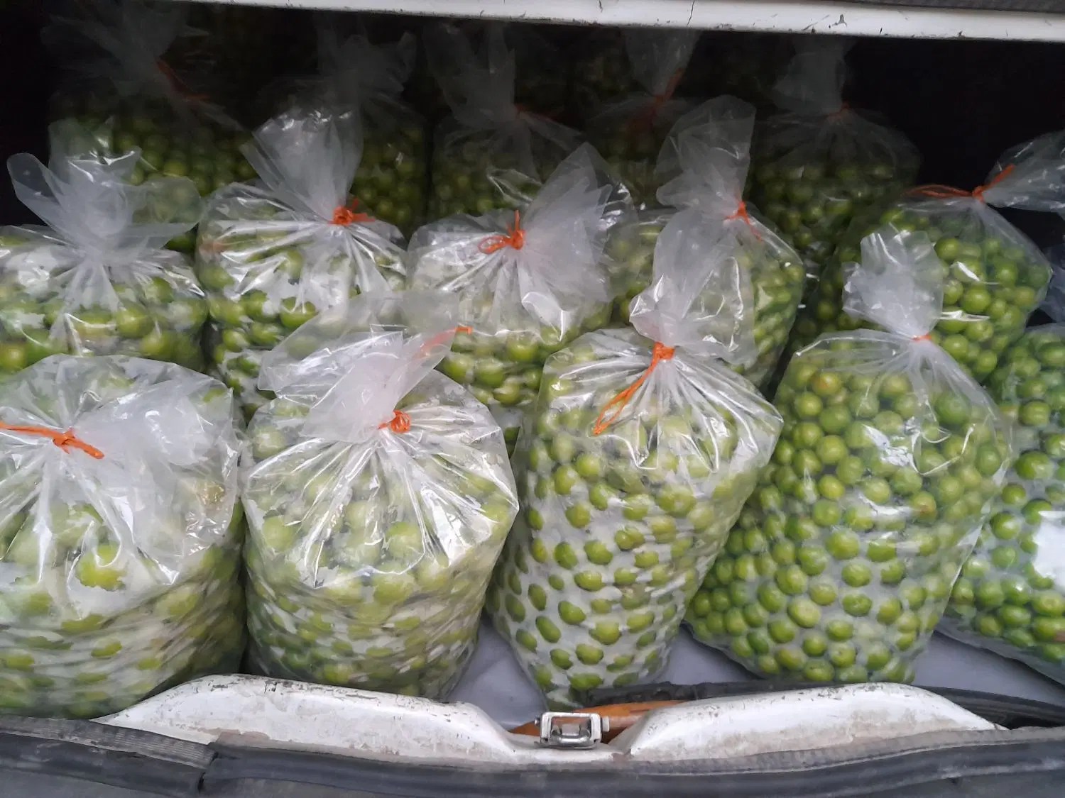 فروش باغ ویلا