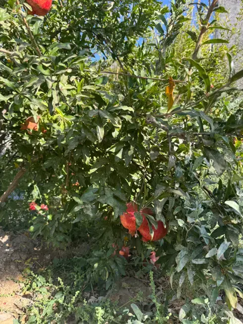 فروش باغ
