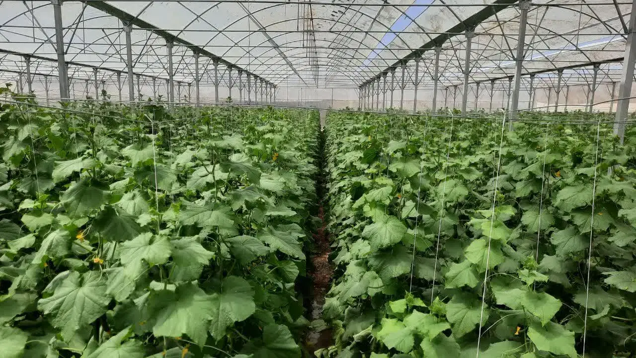فروش گلخانه نوساز  امان آباد
