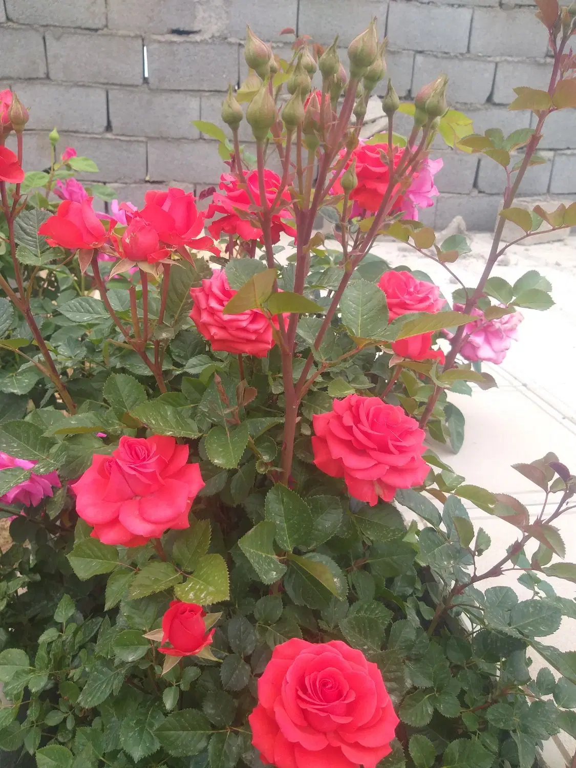 باغ درفردوسی فروشی