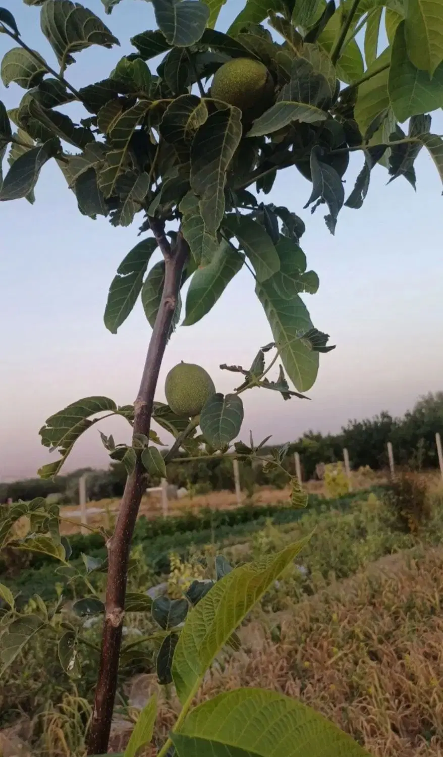 فروش زمین باغی مریانج700متر