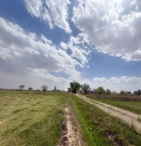 زمینهای کشاورزی گندم دیمی ۱۰هکتار زرین آباد