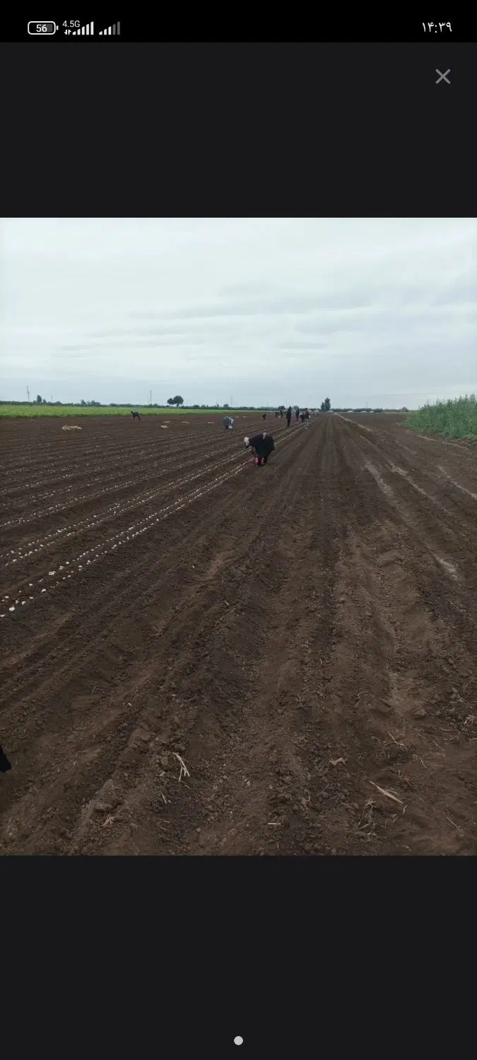 اجاره زمین. برای کشت سیر جا کشت پیاز