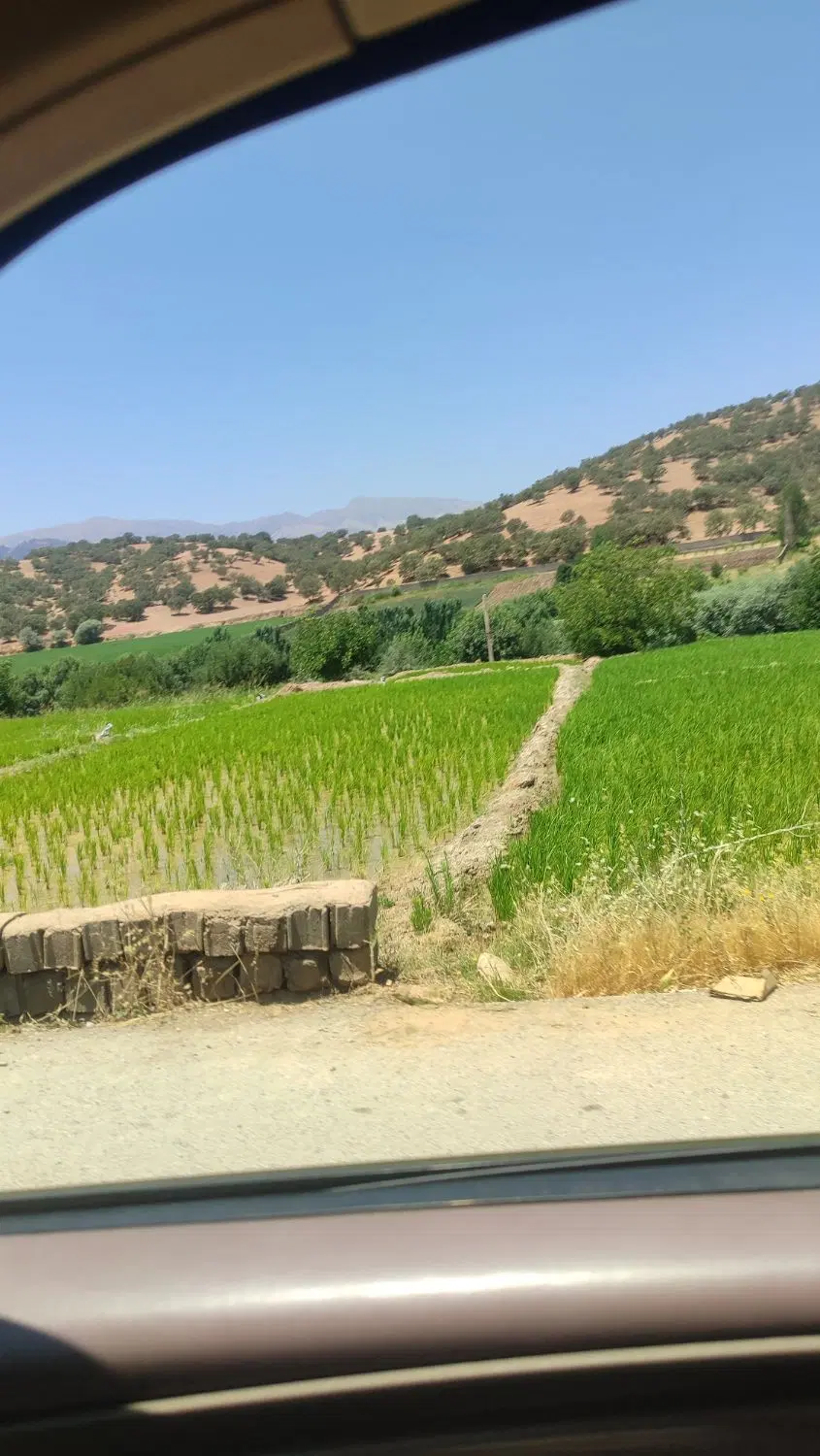 زمین شهیون