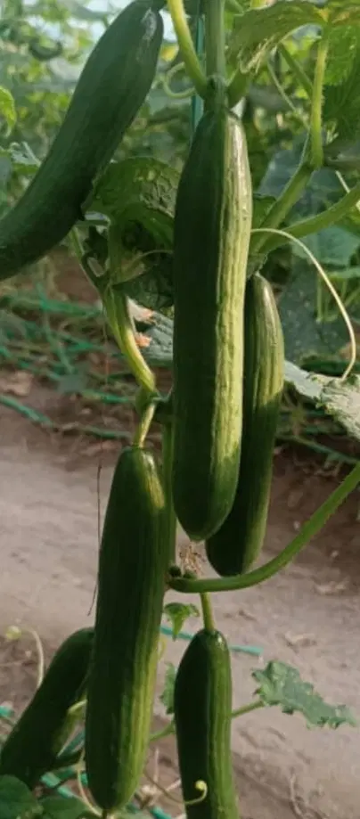 گلخانه اجاره داده می شود