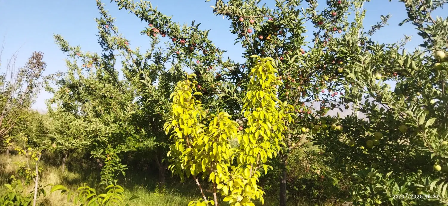 باغ بسیار زیباگل محمدی و میوه درقلعه عسکرلاله زار