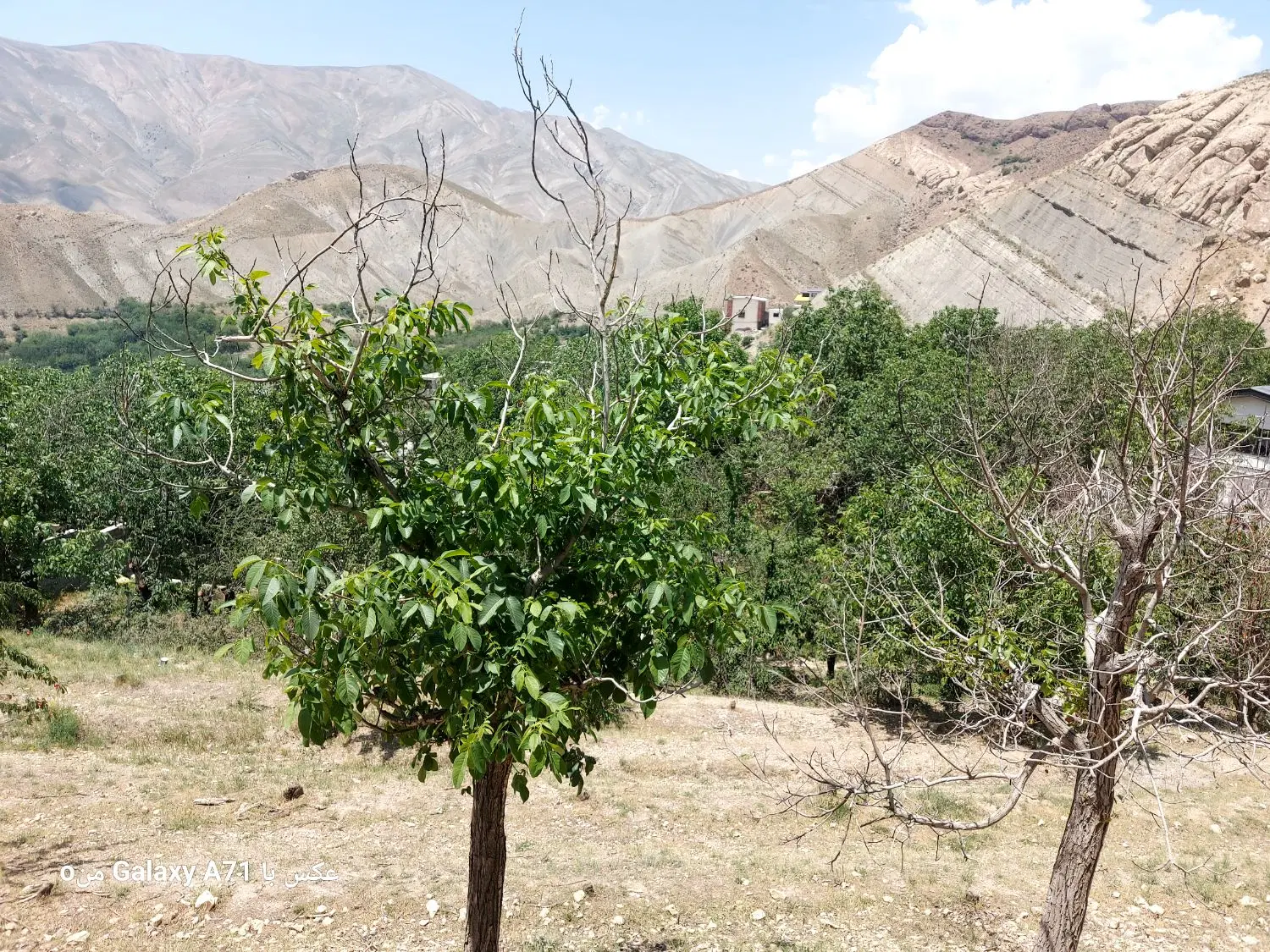 باغ در لواسان
