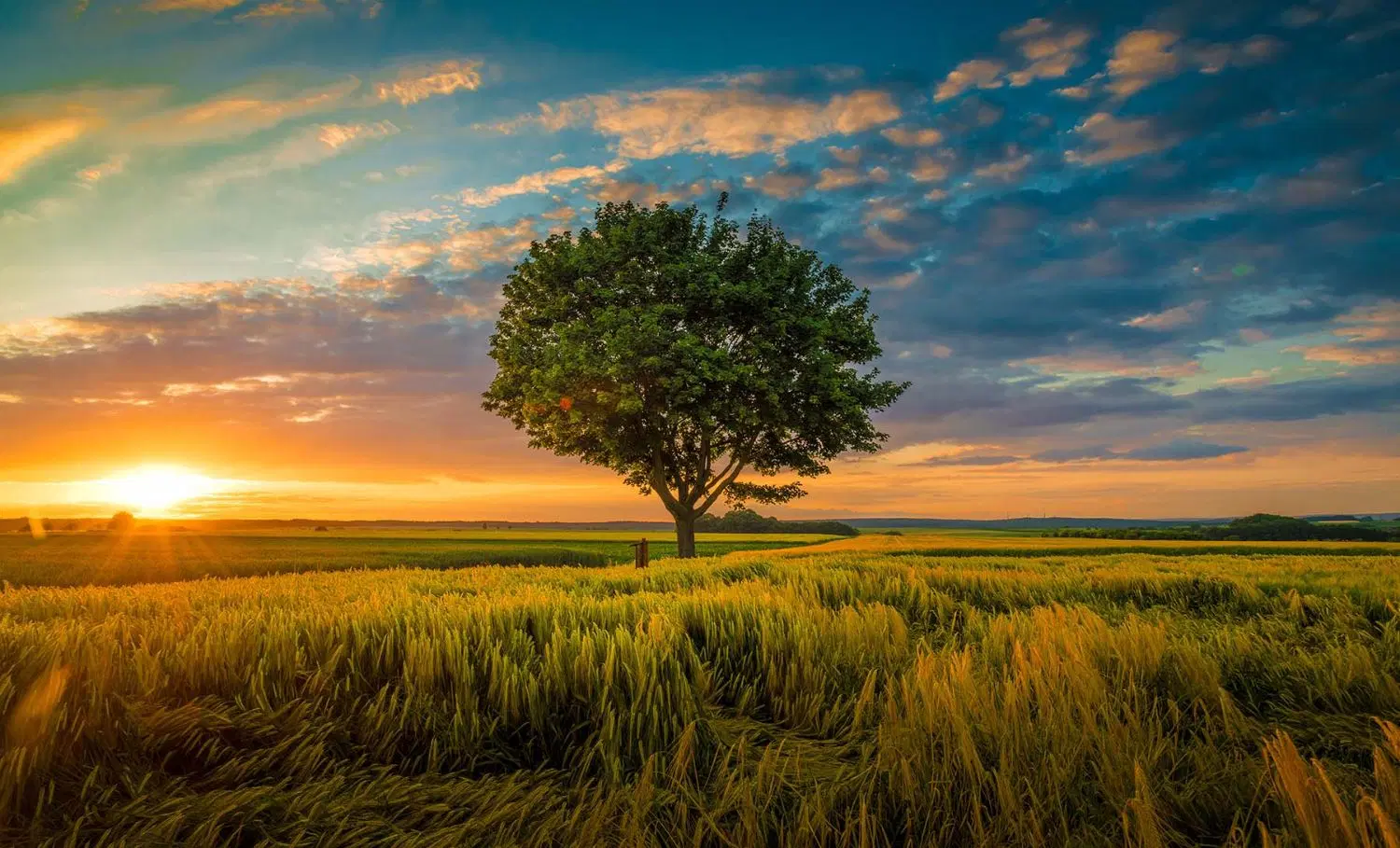 ۱۰۰۰ متر زمین در گلبهار