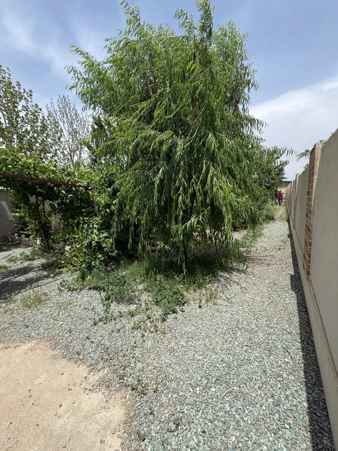باغچه 600متری زیبا