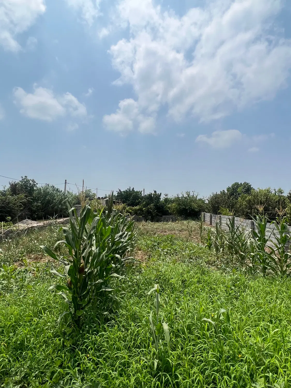 ۳۴۰ متر زمین مسکونی با سند تک برگ و پروانه ساختمان