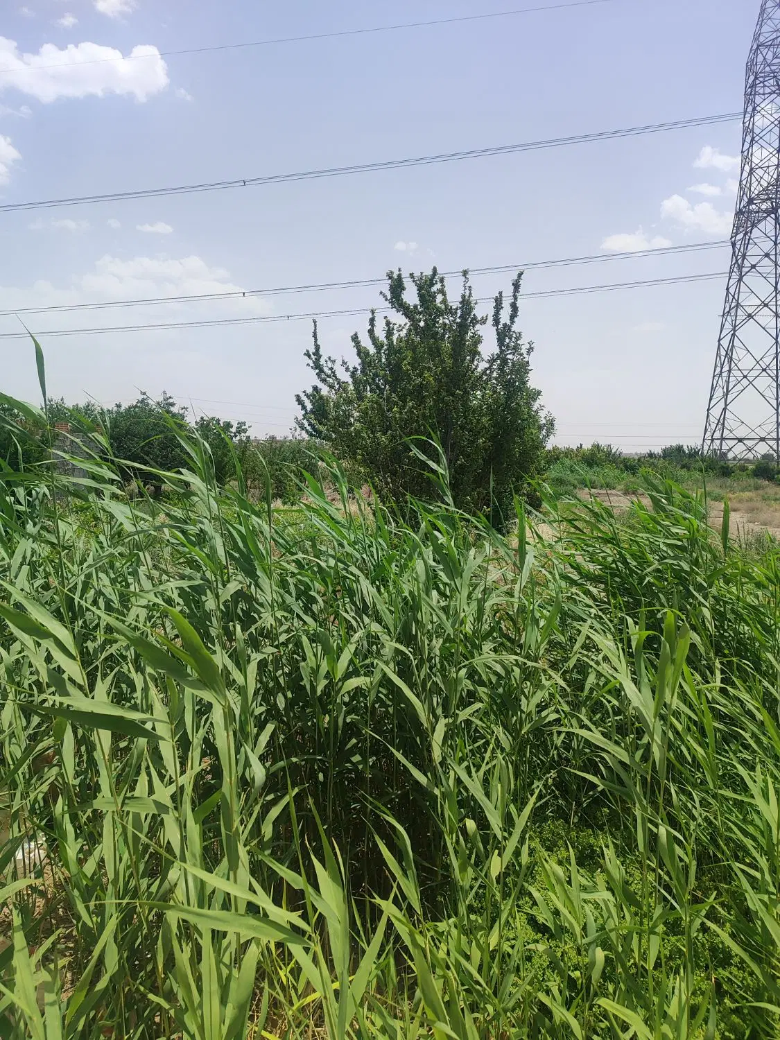 باغ دارای وکالت‌نامه رسمی و دیوار کاهگل
