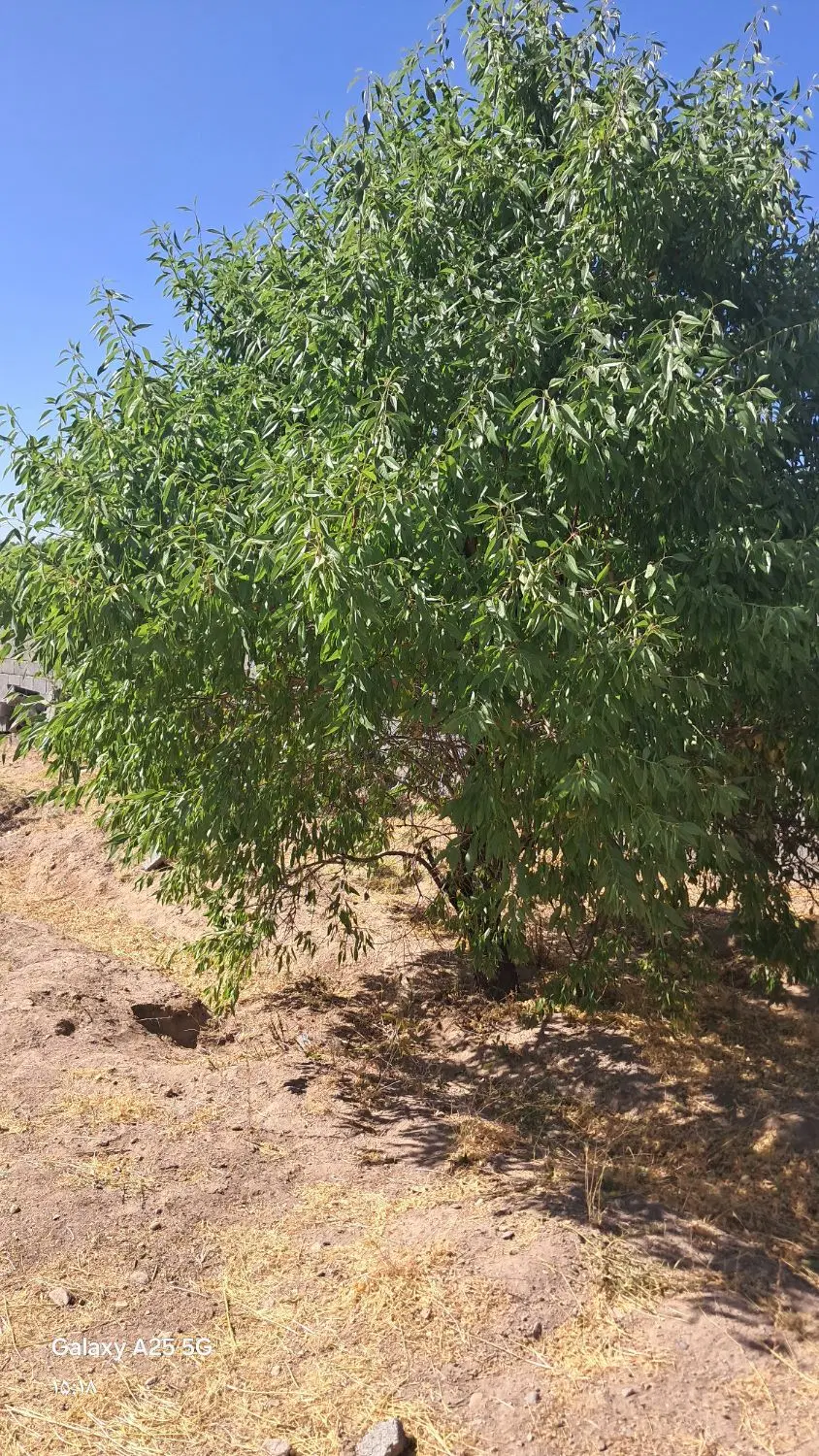 باغ حسن اباد هماشهر