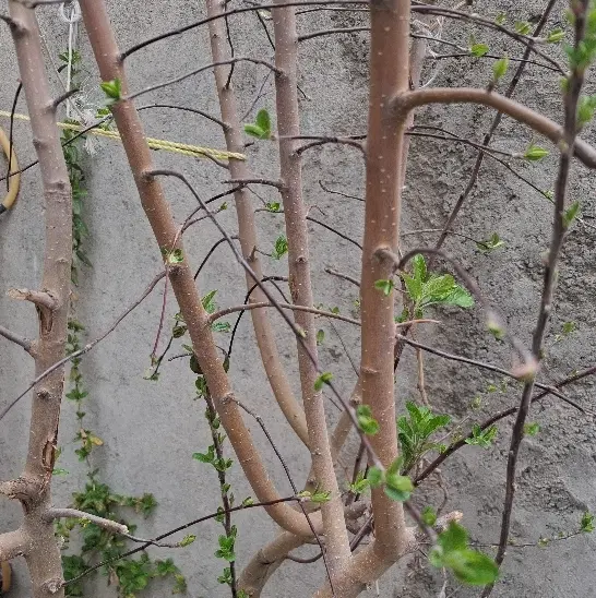 باغ در کبودراهنگ