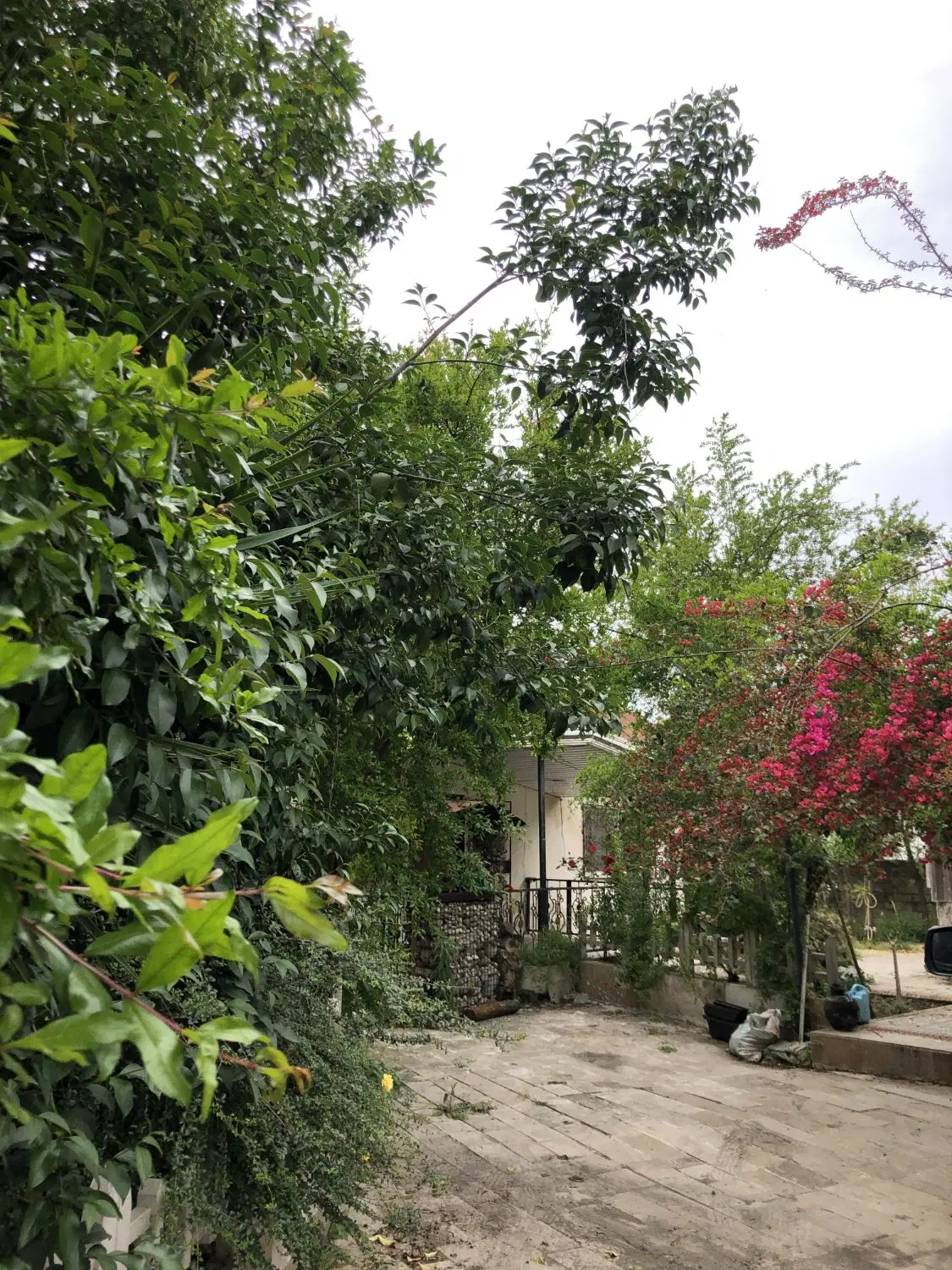 ویلا باغ