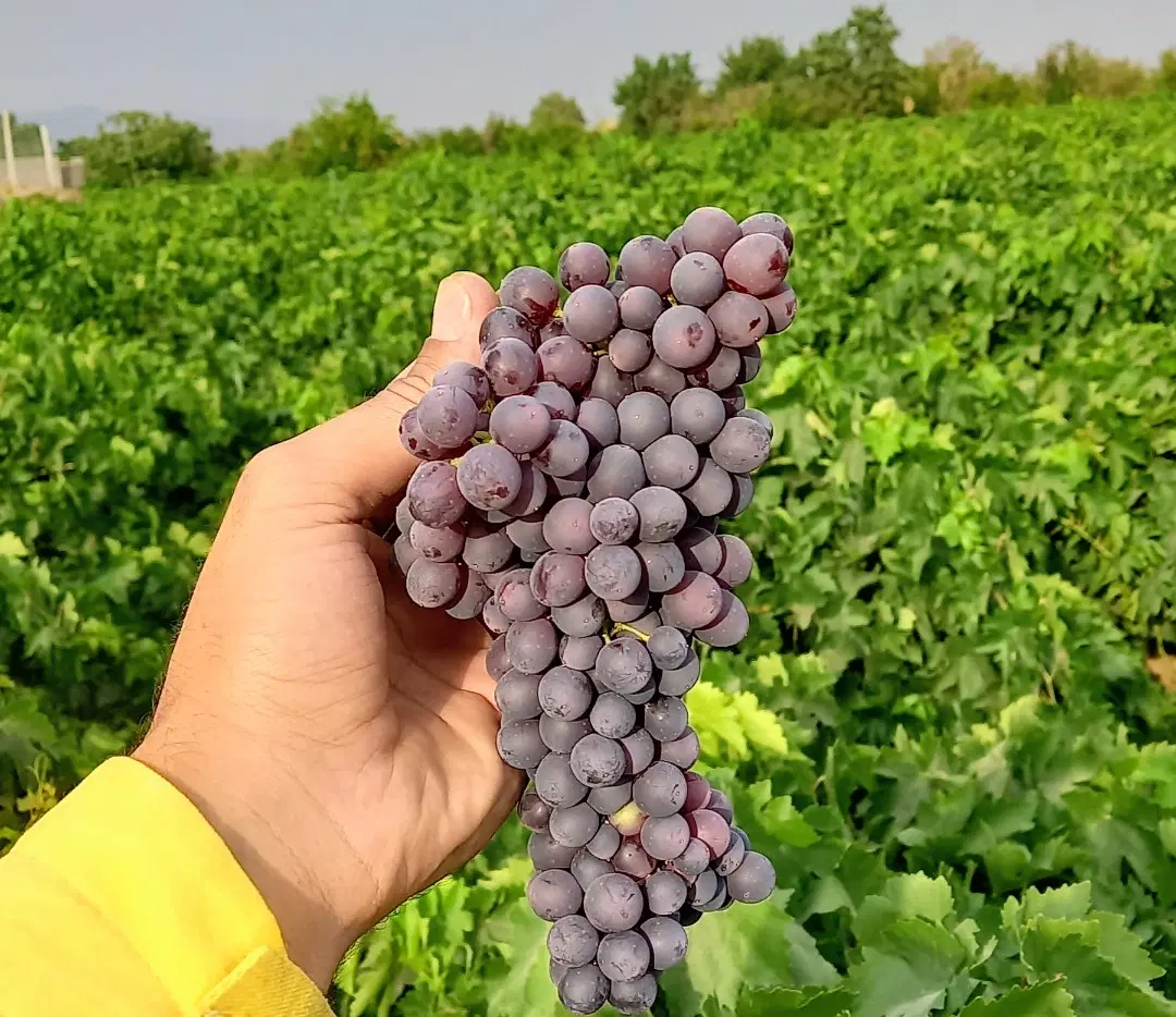 باغ انگوری