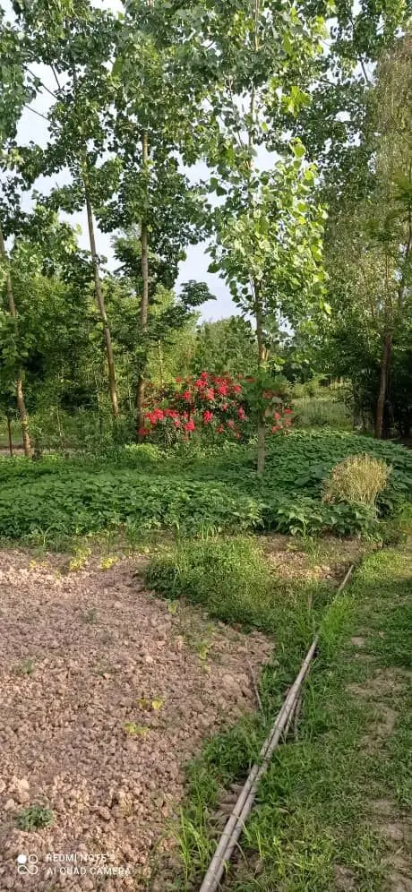 زمین باغی 2000متر در روستای گلرودیار لاهیجان