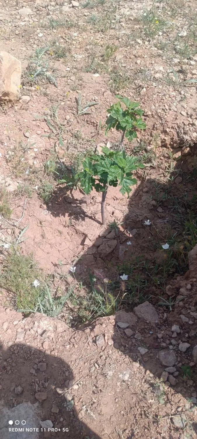 ملک جبل 1000 متری