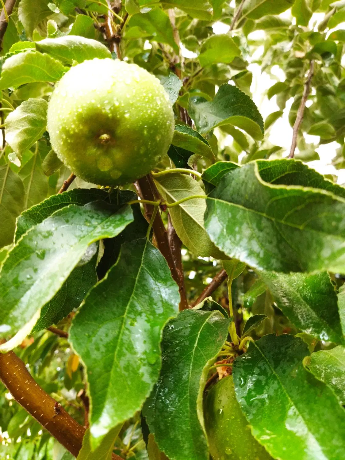 ویلاباغ واقع درمنطقه ییلاقی و خوش اب وهوای کردبلاغ