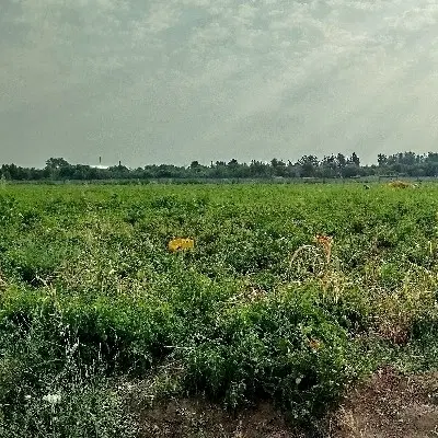 زمین مسکونی کوچه 8 مهدی زاده فرعی سوم