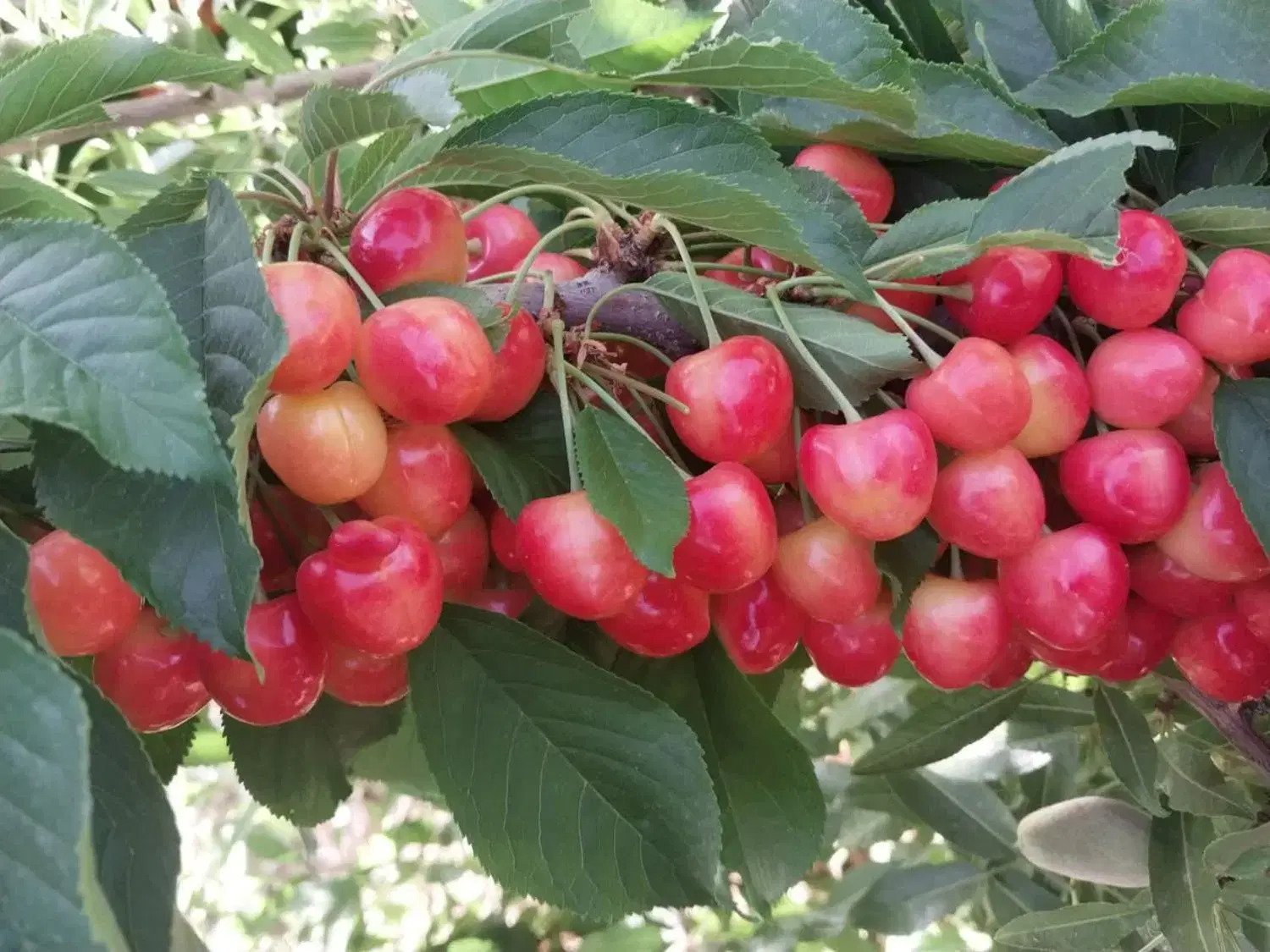 باغچه شوراب صغیر 1000متر