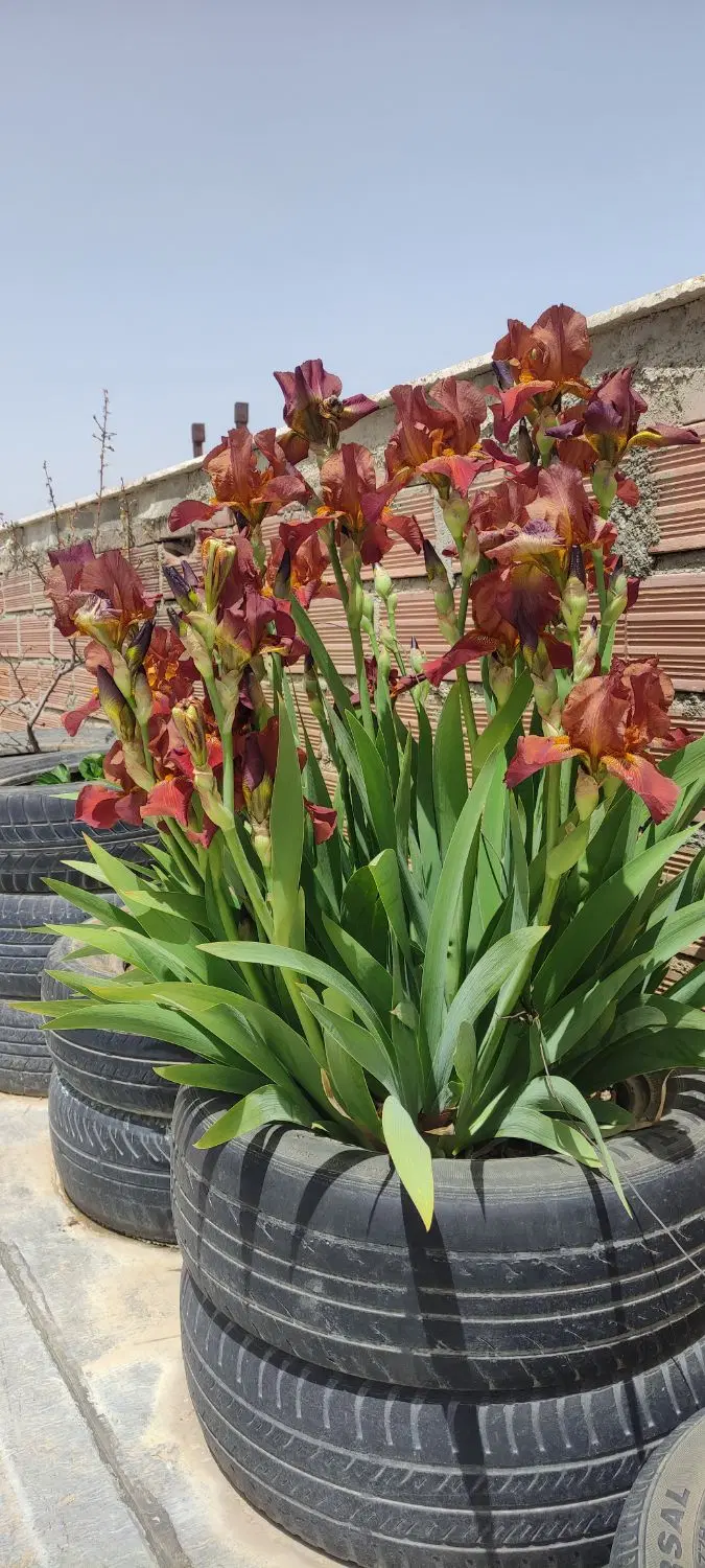 خانه باغ