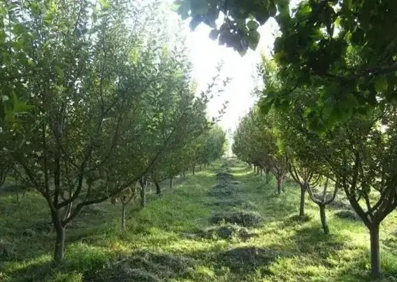 یونجه