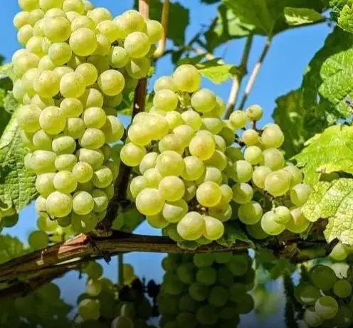 باغ انگور