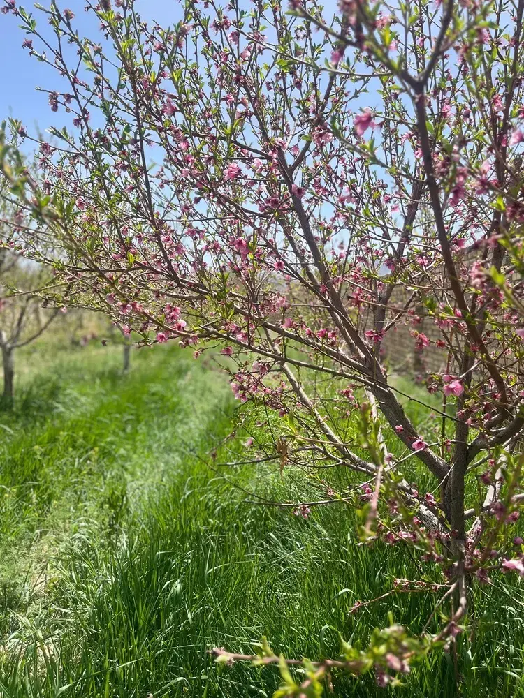 باغ روستای چقاء