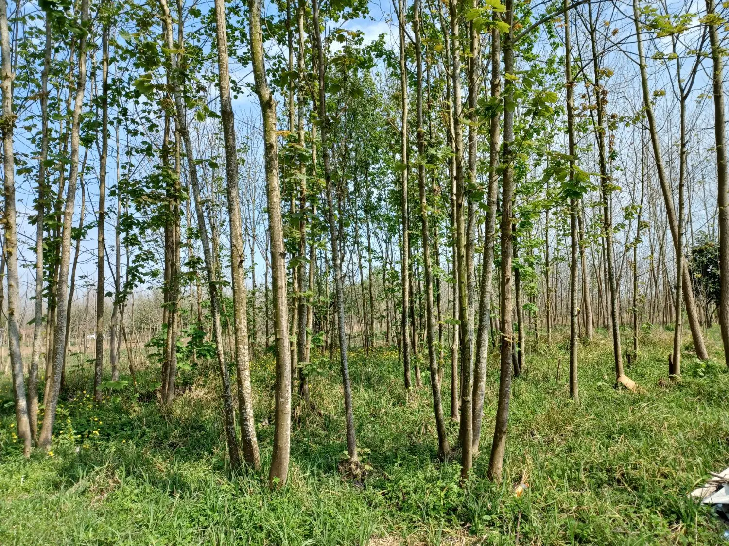 فروش زمین باغی