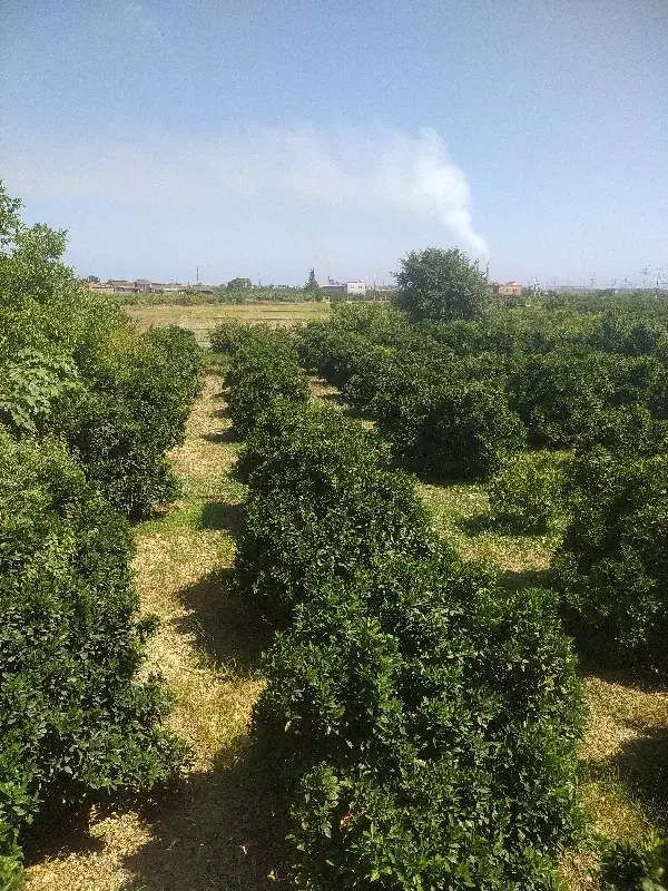 باغ ویلا