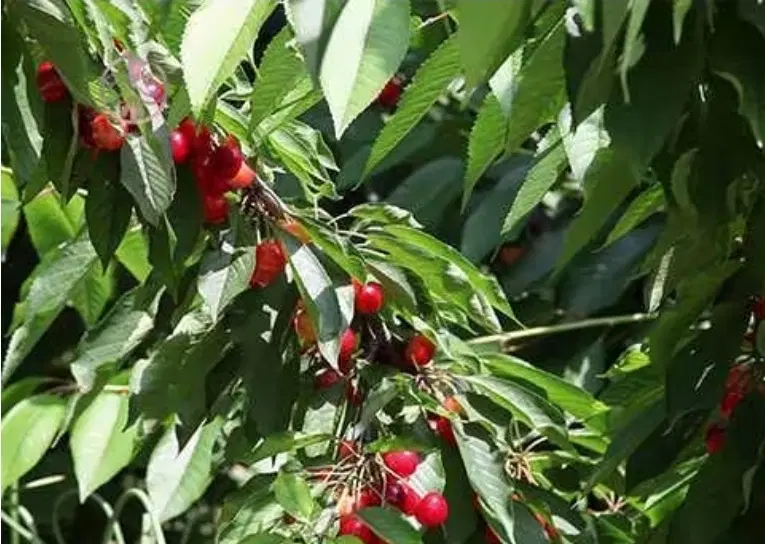 اجاره باغ البالو