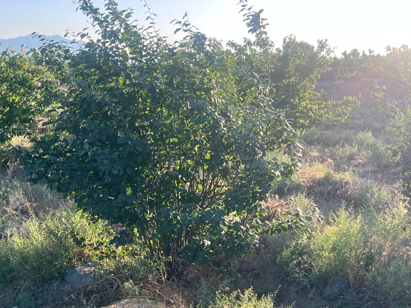 زمین باغچه درختان مثمر