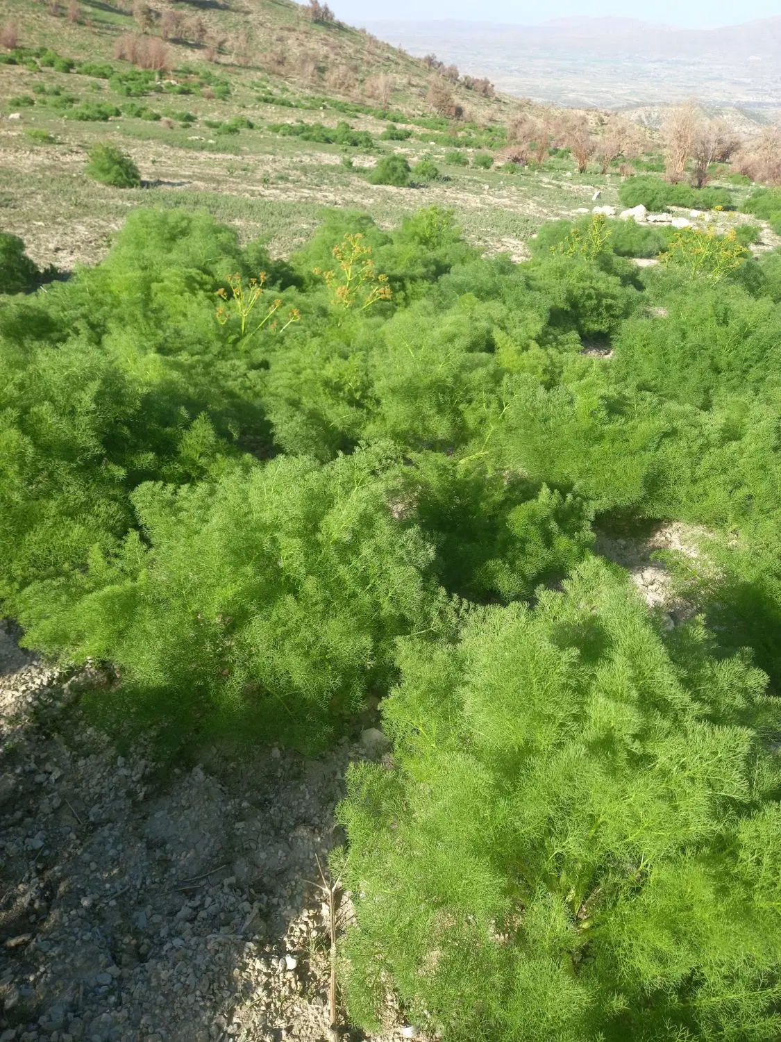 فروش زمین هکتاری
