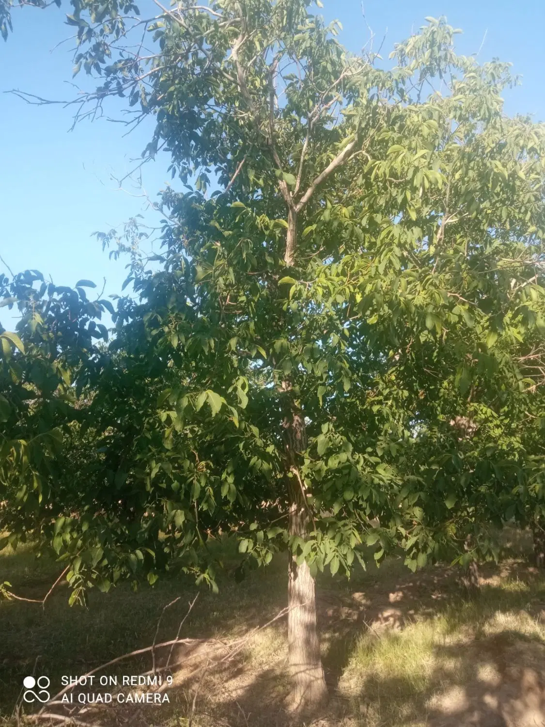 باغ گردو