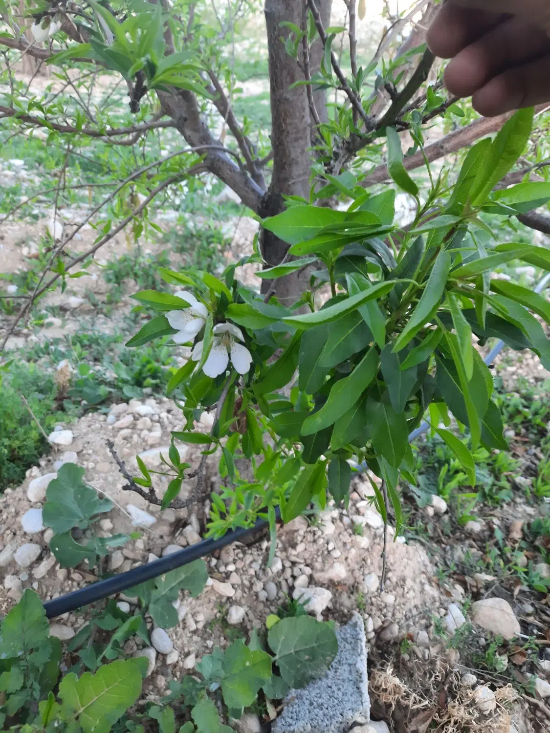 فروش باغ