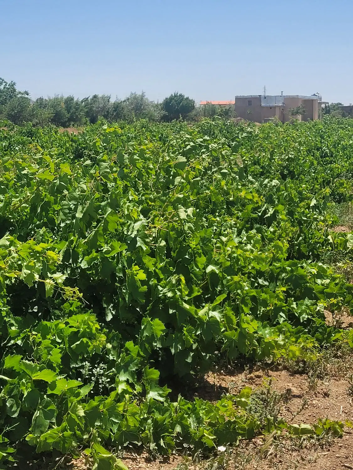 زمین مزروعی باغ