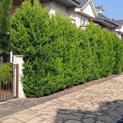 کردان کوهسار شهرک آرین