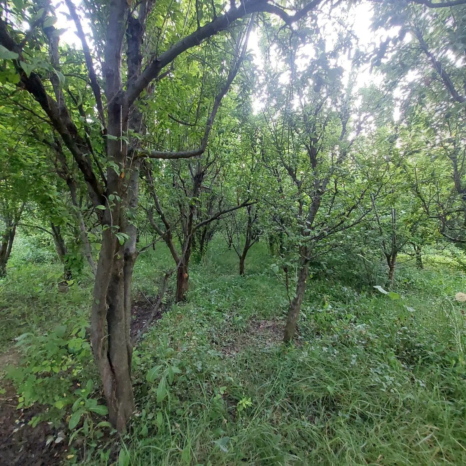 باغچه آلو عسگر آباد تپه