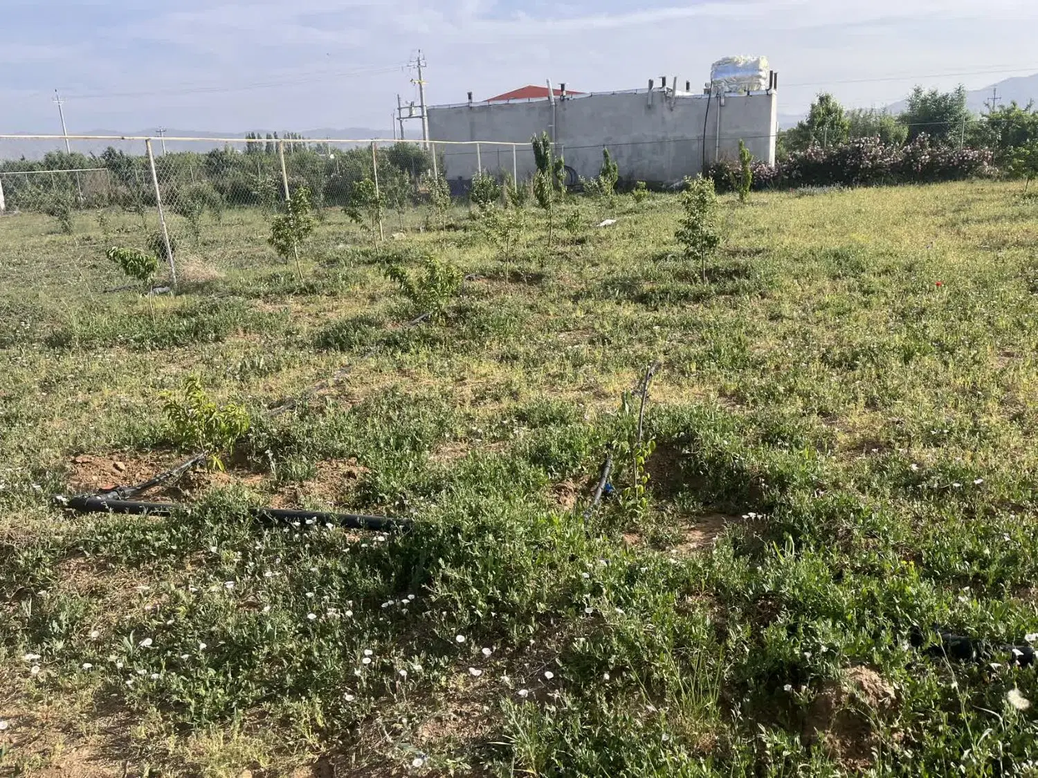 زمین باغی