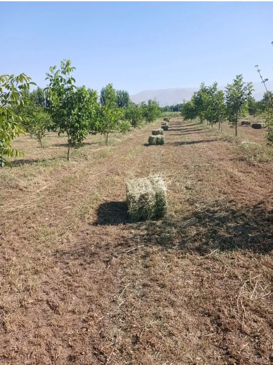 یونجه چین دوم