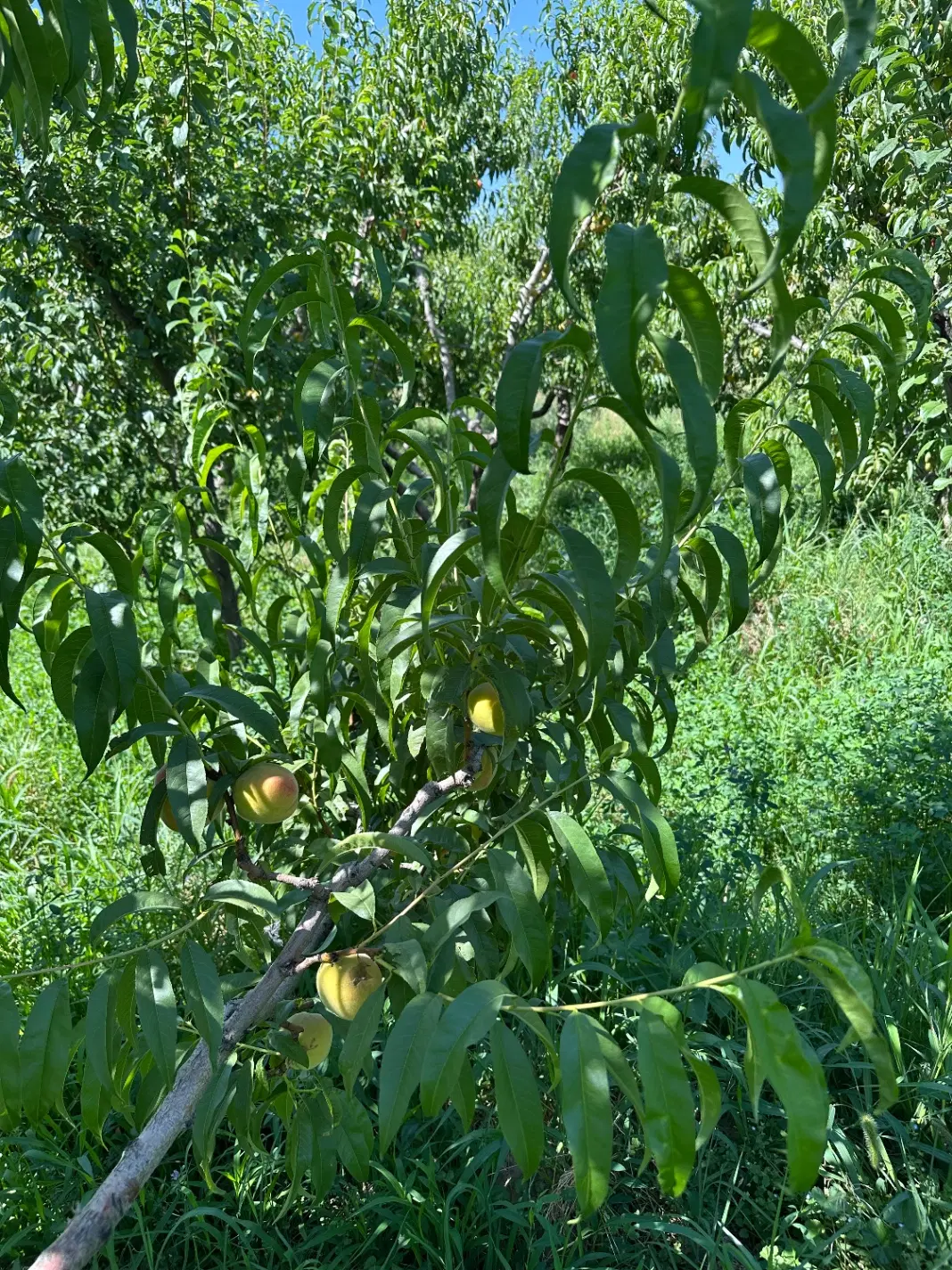 اجاره انواع میوه باغات