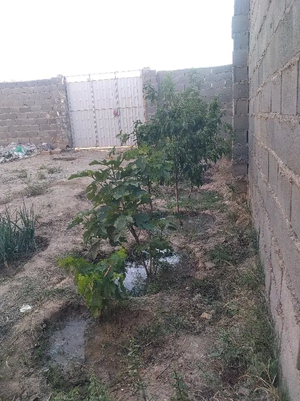 زمین باغچه