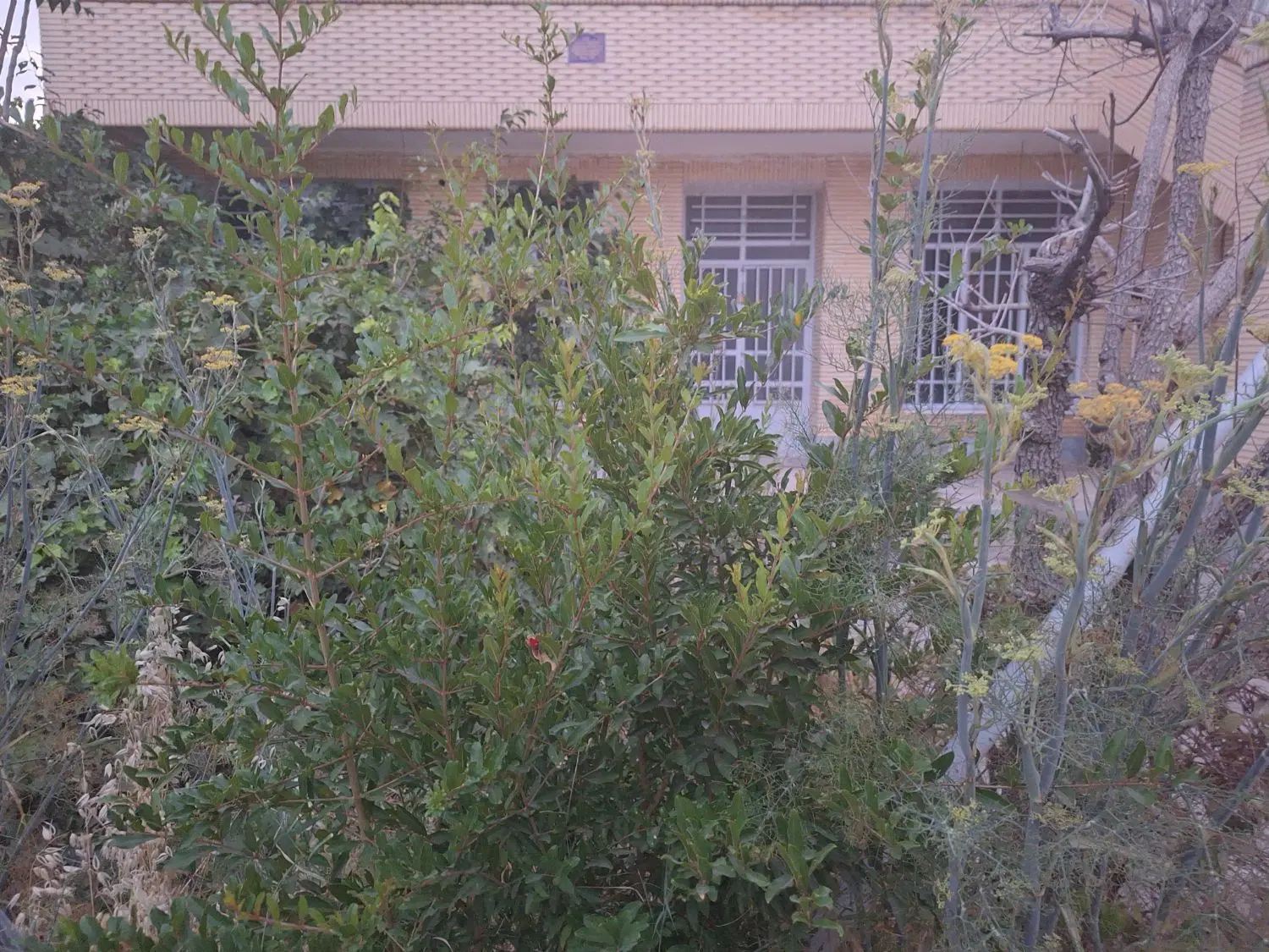 اجاره ویلایی هم کف حیاط دار دلباز  خ رییسی و نماز
