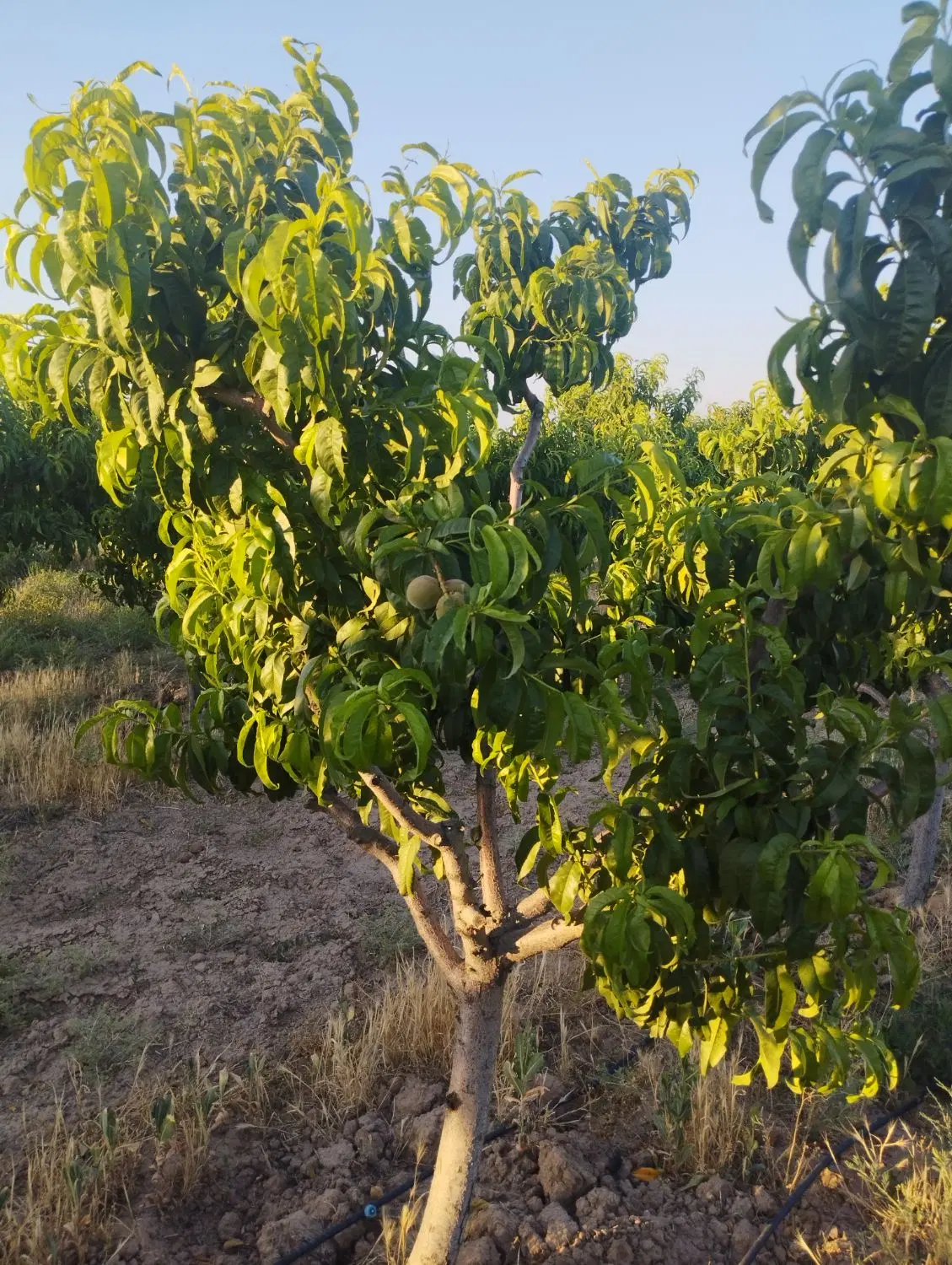 فروش باغ و زمین کشاورزی