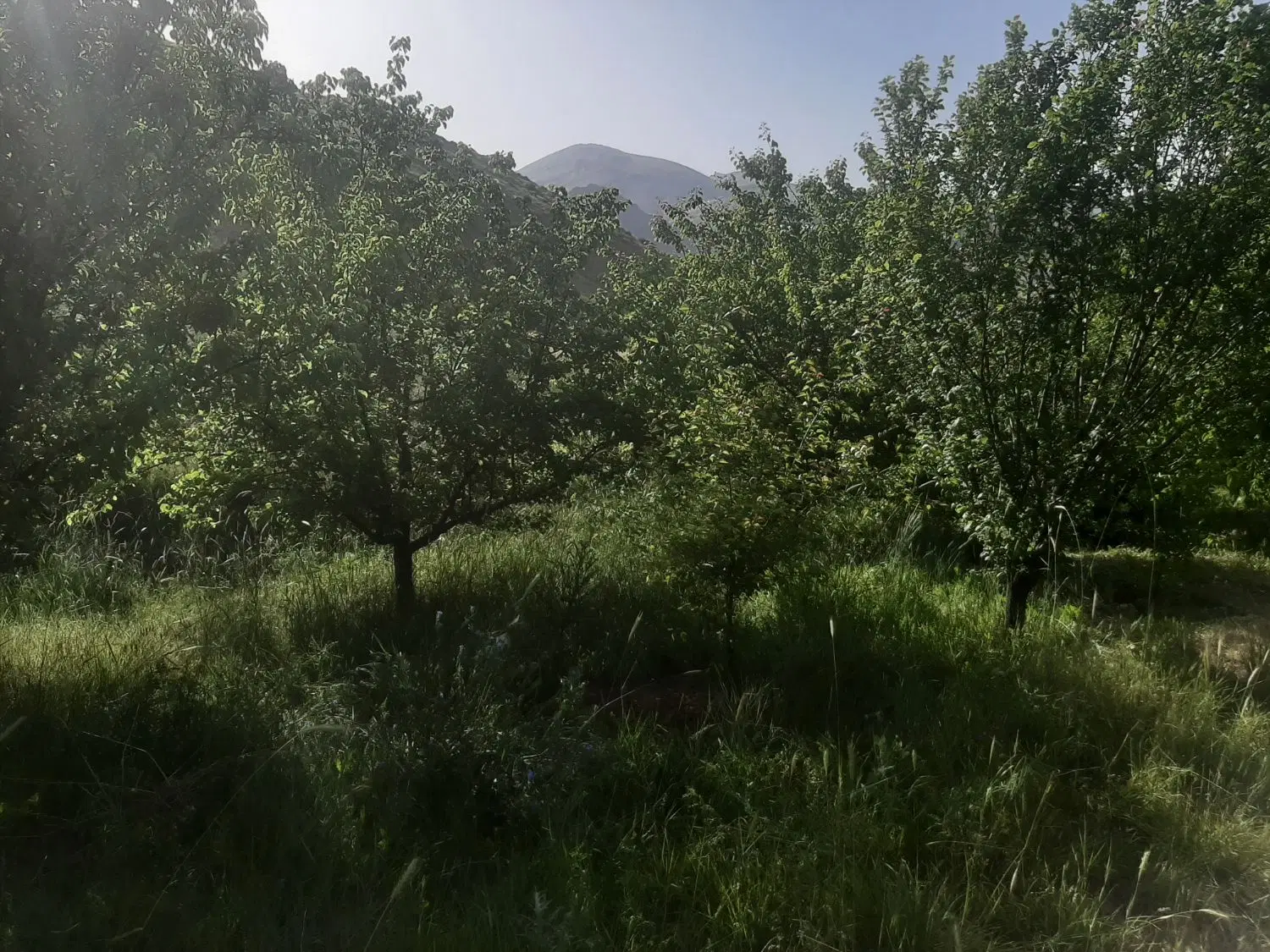 باغ سدگاوشان