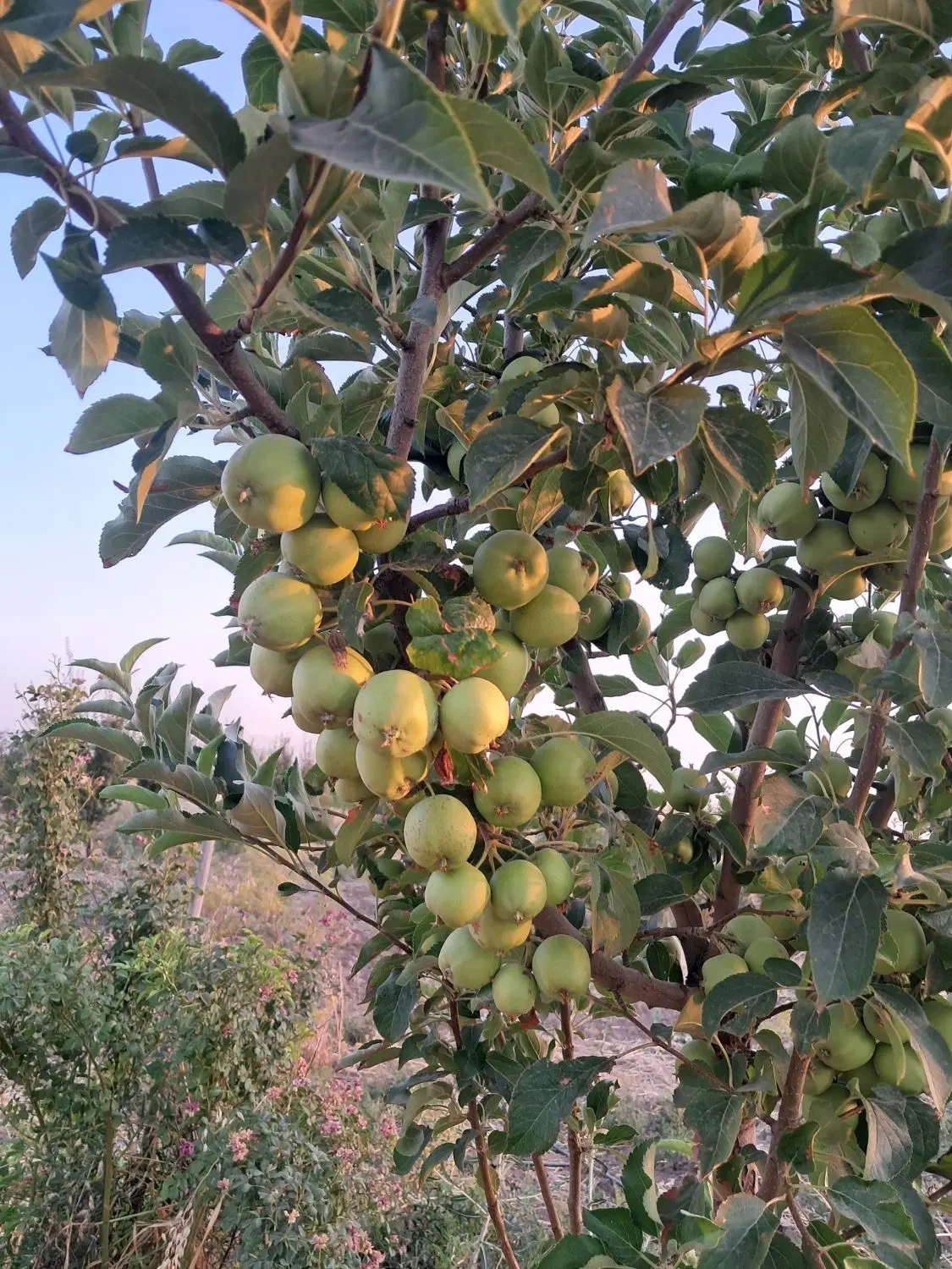 باغ ۱۰۰۰ متری