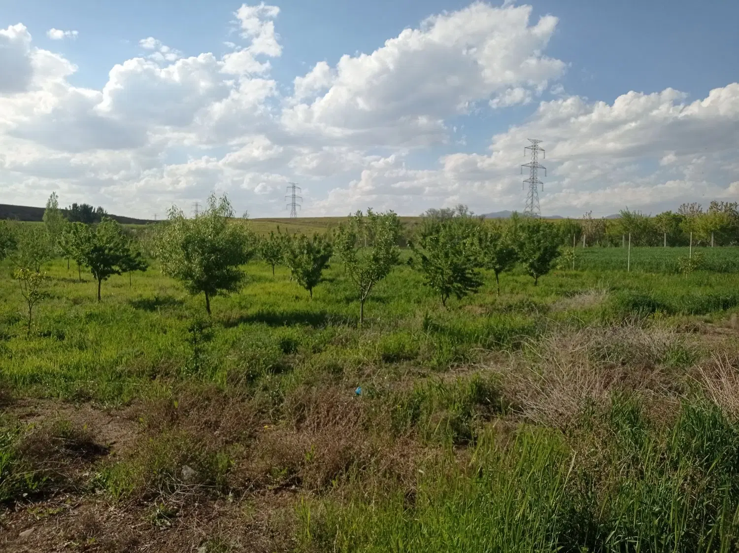باغ میوه